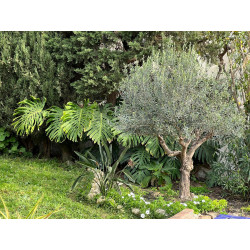 Andalusian Villa with Charm and Private Pool in Almuñécar